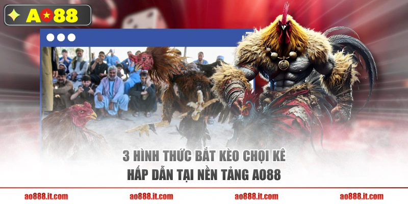 3 hình thức bắt kèo chọi kê hấp dẫn tại nền tảng AO88