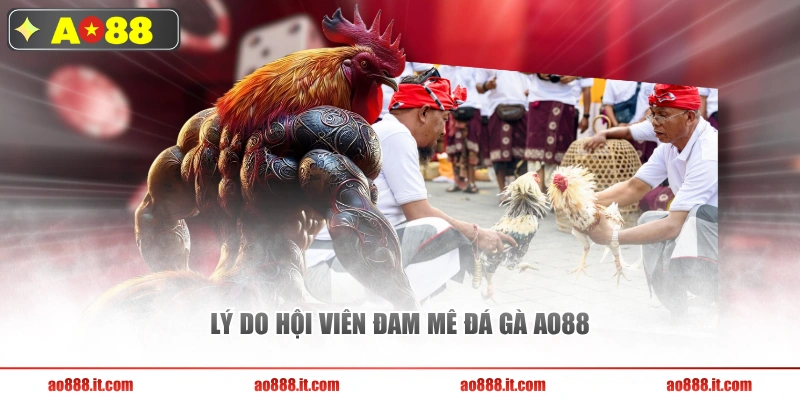 Lý do hội viên đam mê đá gà AO88